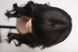 Wig 31060 SW-214 HHMONOTOP (2)